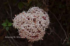 Ixora notoniana